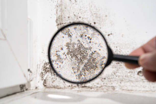 Why You Should Choose Our Mold Remediation Services in Lake Elsinore, CA